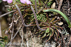 Fleischroter Mannsschild (Androsace puberula) (F210264)