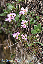 Fleischroter Mannsschild (Androsace puberula) (F210267)