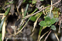 Schwarze Getreideblattwespe (Dolerus nitens) (F210278)
