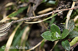 Schwarze Getreideblattwespe (Dolerus nitens) (F210282)