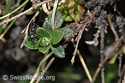 Schwarze Getreideblattwespe (Dolerus nitens) (F210284)