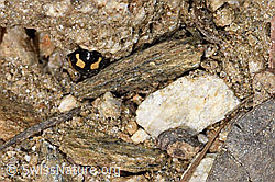 Schwarzgefleckter Marienkäfer (Propylea quatuordecimpunctata) (F210292)