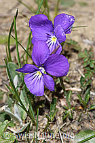 F210293: Langsporniges Stiefmütterchen (Viola calcarata)