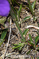 F210294: Langsporniges Stiefmütterchen (Viola calcarata)