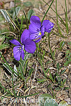 F210295: Langsporniges Stiefmütterchen (Viola calcarata)