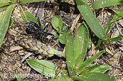 Mediterrane Mordwanze (Rhynocoris erythropus) (F210332)
