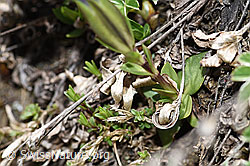 F210350: Frühlings-Enzian (Gentiana verna)