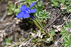 Frühlings-Enzian (Gentiana verna) (21.05.2022, F210351)