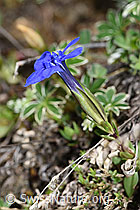 F210352: Frühlings-Enzian (Gentiana verna)