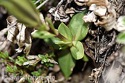 F210354: Frühlings-Enzian (Gentiana verna)