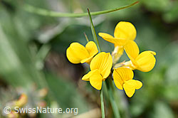 F210360: Schopfiger Hufeisenklee (Hippocrepis comosa)