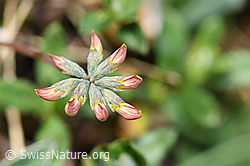 F210361: Schopfiger Hufeisenklee (Hippocrepis comosa)