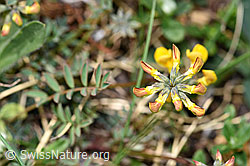 F210364: Schopfiger Hufeisenklee (Hippocrepis comosa)