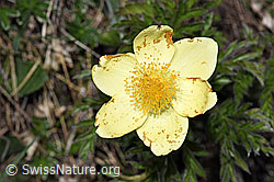 Pulsatilla alpina ssp. apiifolia (F210367)