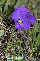 Langsporniges Stiefmütterchen (Viola calcarata) (21.05.2022, F210372)