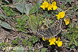 Kleiner Südlicher Würfelfalter (Pyrgus malvoides) auf Schopfigem Hufeisenklee (Hippocrepis comosa) (21.05.2022, F210387)