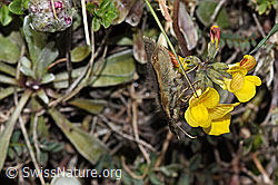 F210388: Kleiner Südlicher Würfelfalter (Pyrgus malvoides) auf Schopfigem Hufeisenklee (Hippocrepis comosa)