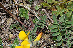 F210391: Schopfiger Hufeisenklee (Hippocrepis comosa)