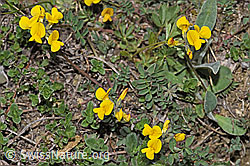 F210392: Schopfiger Hufeisenklee (Hippocrepis comosa)