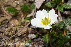 Silberwurz (Dryas octopetala) (21.05.2022, F210409)