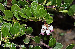 F210416: Immergrüne Bärentraube (Arctostaphylos uva-ursi)