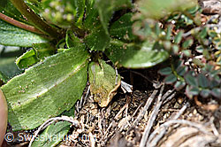 F210433: Bewimperte Gänsekresse (Arabis ciliata)