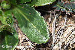 F210434: Bewimperte Gänsekresse (Arabis ciliata)