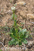F210435: Bewimperte Gänsekresse (Arabis ciliata)