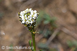 F210436: Bewimperte Gänsekresse (Arabis ciliata)