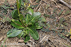 F210437: Bewimperte Gänsekresse (Arabis ciliata)