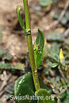 F210439: Bewimperte Gänsekresse (Arabis ciliata)