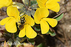 Dunkelgrüne Schmalbiene (Lasioglossum morio)<br/>Schopfiger Hufeisenklee (Hippocrepis comosa)