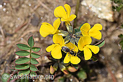 F210448: Dunkelgrüne Schmalbiene (Lasioglossum morio) auf Schopfigem Hufeisenklee (Hippocrepis comosa)