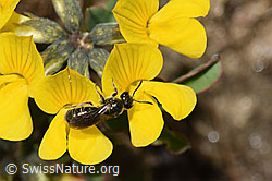 Dunkelgrüne Schmalbiene (Lasioglossum morio) auf Schopfigem Hufeisenklee (Hippocrepis comosa) (21.05.2022, F210449)