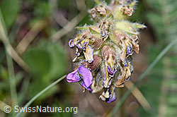 Samtiger Haller-Spitzkiel (Oxytropis halleri ssp. velutina) (F210451)