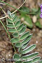 Samtiger Haller-Spitzkiel (Oxytropis halleri ssp. velutina) (F210452)