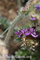 Samtiger Haller-Spitzkiel (Oxytropis halleri ssp. velutina) (F210457)