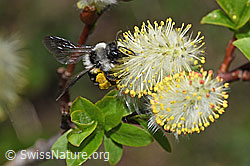 F210489: Graue Sandbiene (Andrena cineraria) an Sal-Weide (Salix caprea)