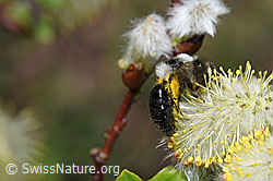 F210490: Graue Sandbiene (Andrena cineraria) an Sal-Weide (Salix caprea)