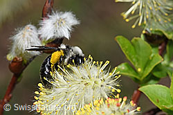 F210492: Graue Sandbiene (Andrena cineraria) an Sal-Weide (Salix caprea)