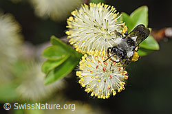 F210496: Graue Sandbiene (Andrena cineraria) an Sal-Weide (Salix caprea)