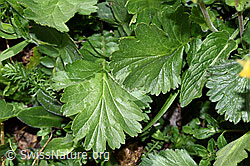 F210508: Gemeine Berg-Nelkenwurz (Geum montanum)