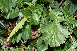 F210510: Gemeine Berg-Nelkenwurz (Geum montanum)