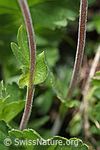 F210517: Gemeine Berg-Nelkenwurz (Geum montanum)