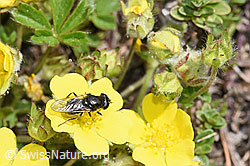 Foto: Gänsedistel-Erzschwebfliege (Cheilosia caerulescens) auf Blume