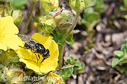 Foto: Gänsedistel-Erzschwebfliege (Cheilosia caerulescens) auf Blume