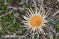 F210610: Silberdistel (Carlina acaulis ssp. caulescens)