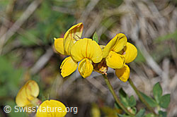 F211785: Gewöhnlicher Hornklee (Lotus corniculatus)