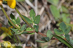 F211786: Gewöhnlicher Hornklee (Lotus corniculatus)