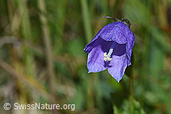 Rautenblättrige Glockenblume (Campanula rhomboidalis) (F211789)